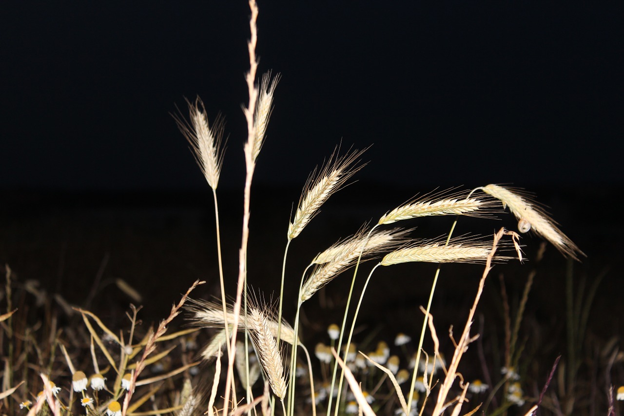 grain field spike free photo