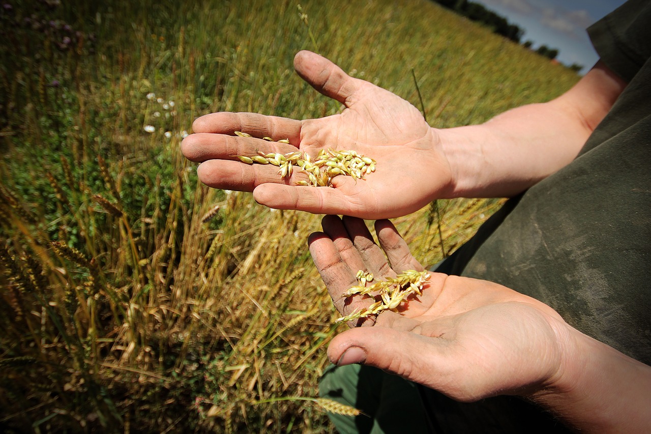 grain food organic free photo