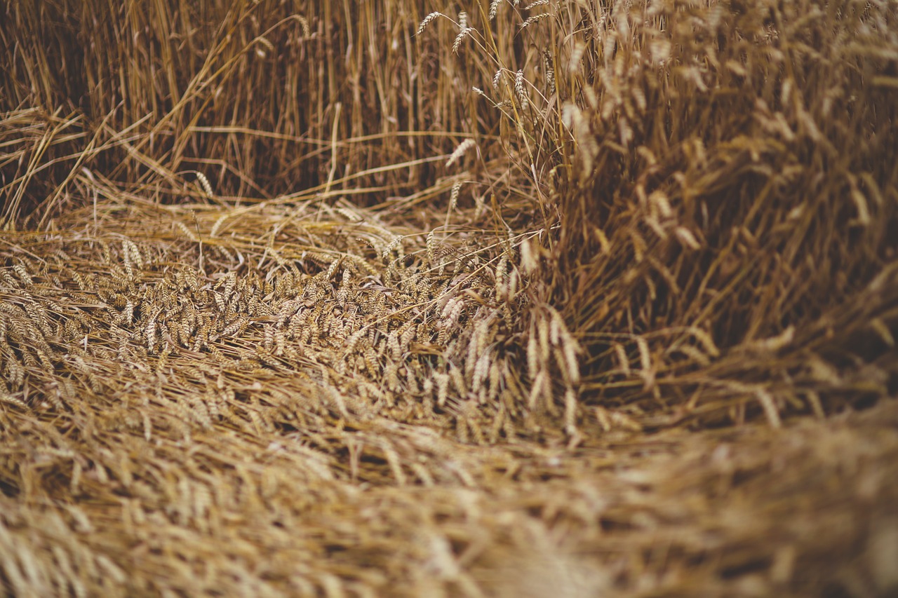 grain wind downed free photo