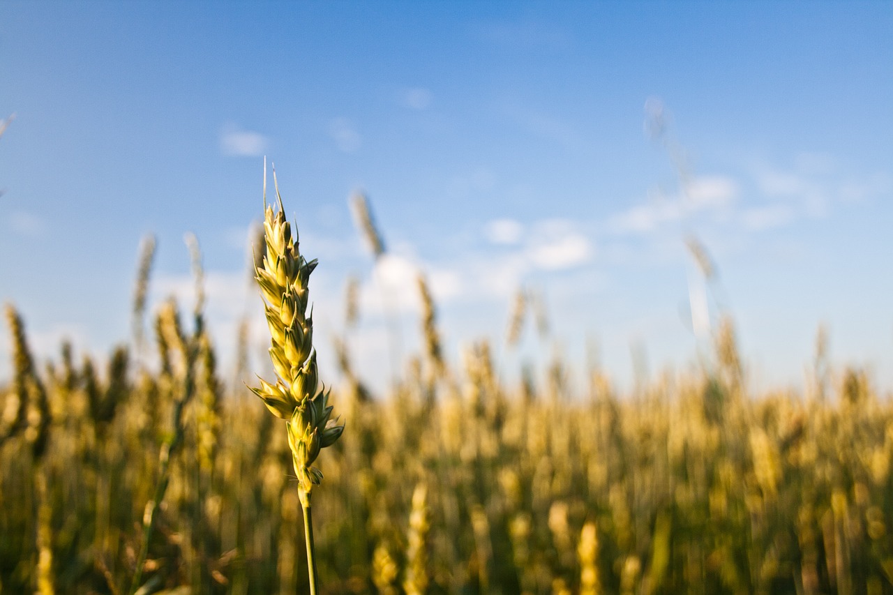 grain plant outdoors free photo