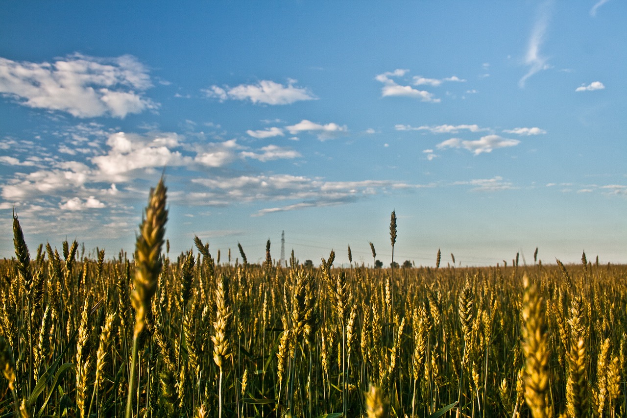 grain field sky free photo