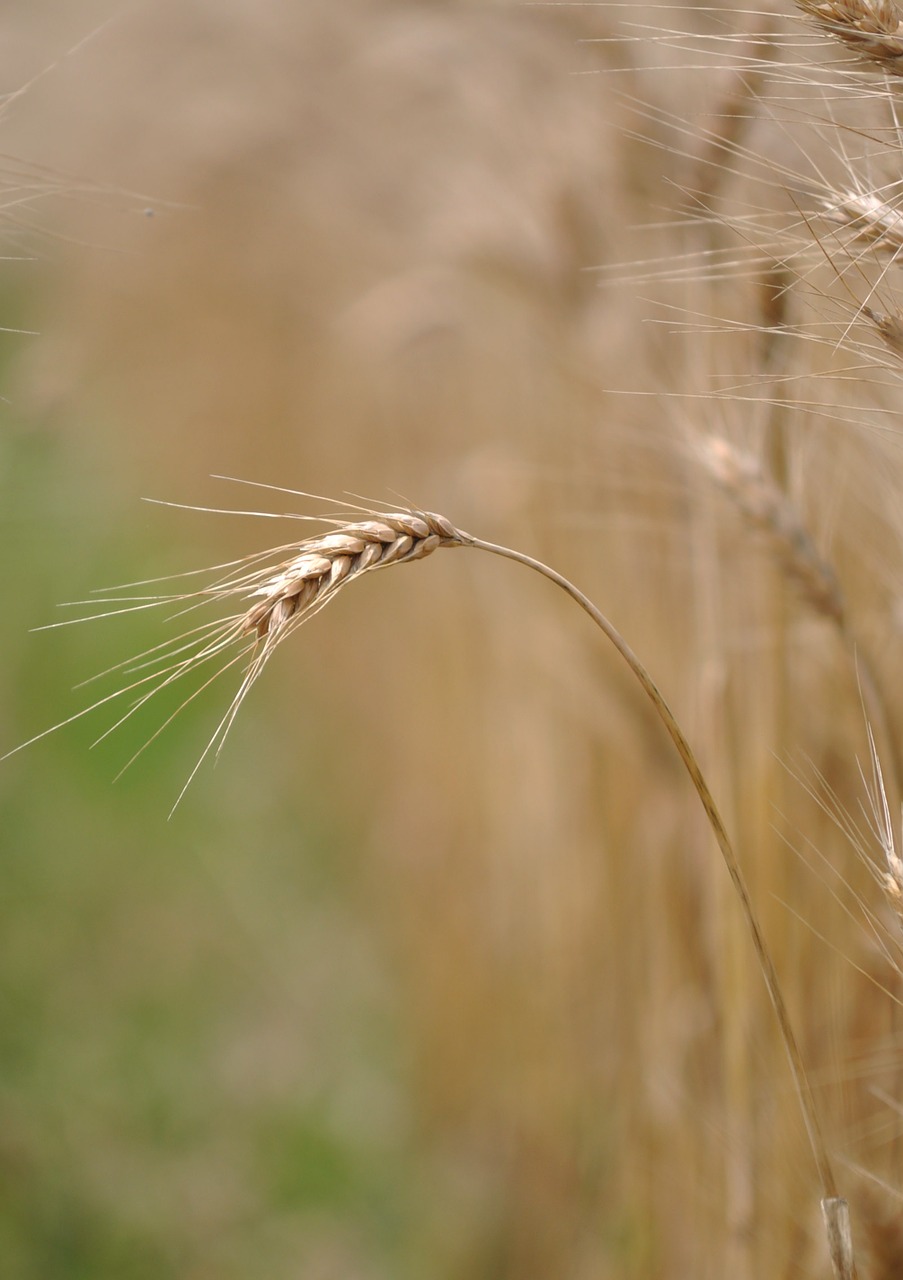 grain food agriculture free photo