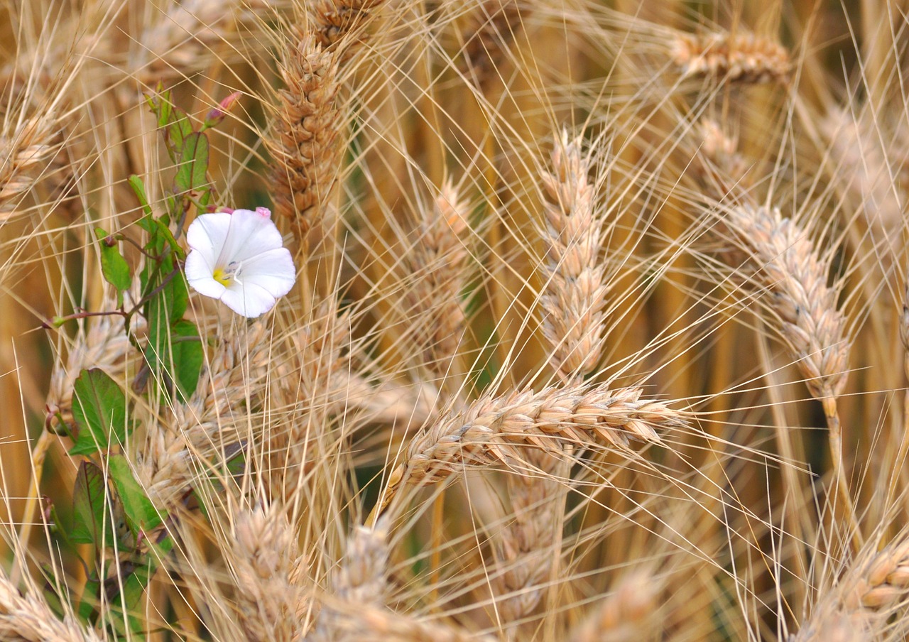 grain flower nature free photo