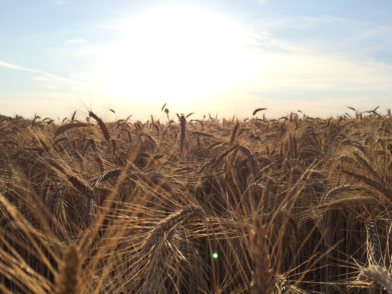 grain field sun free photo