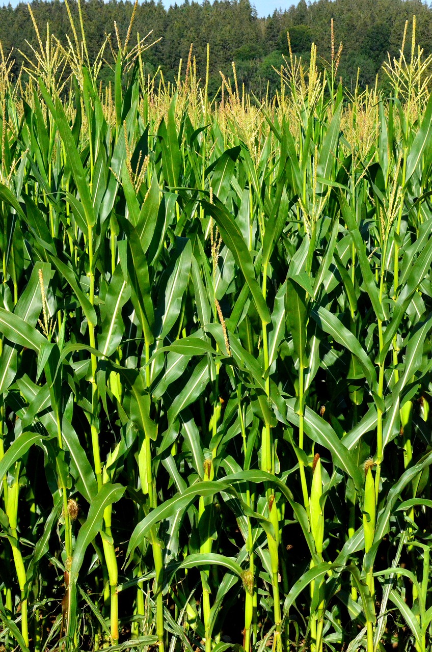 grain corn field free photo