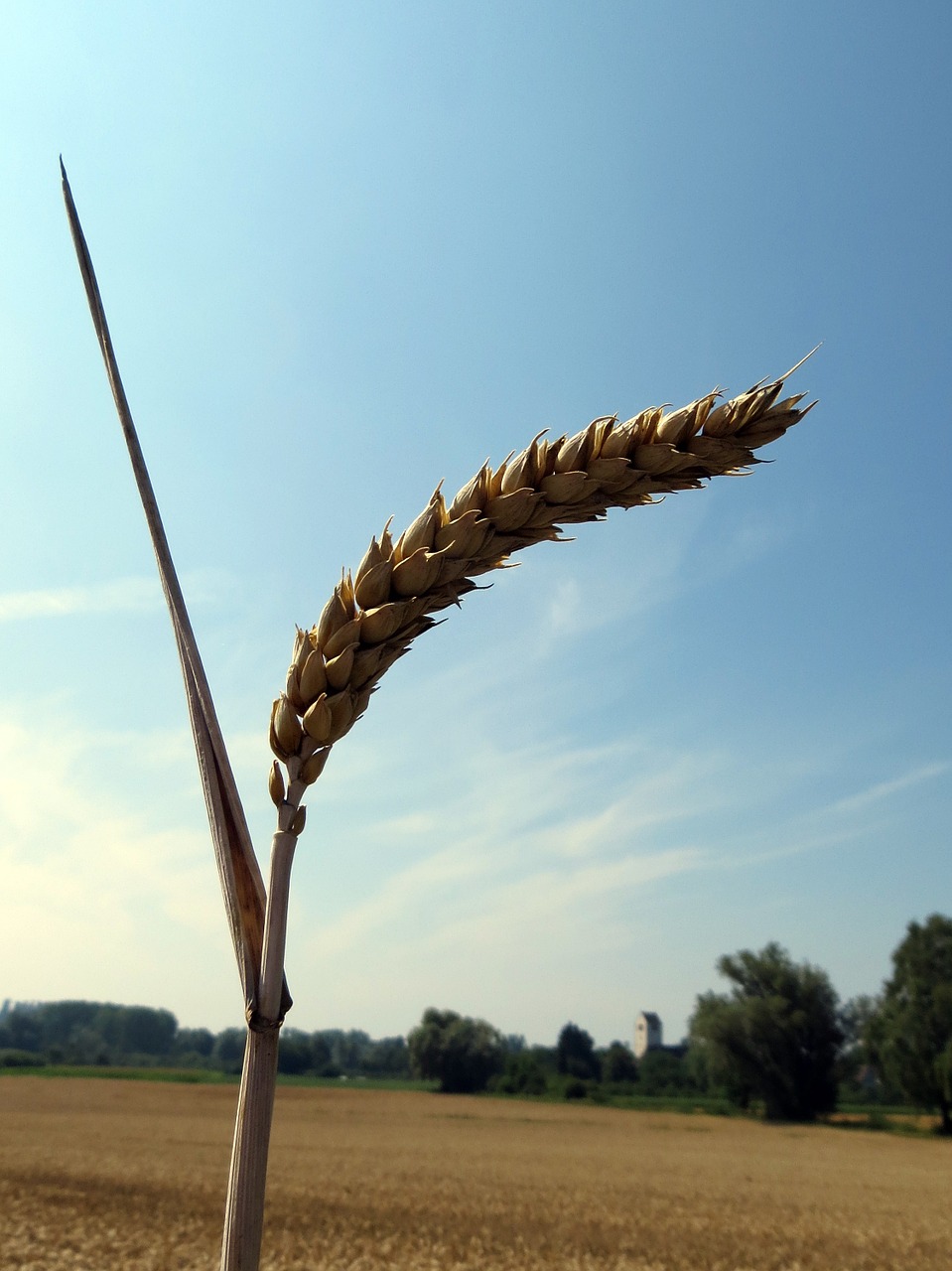 grain cereals spike free photo