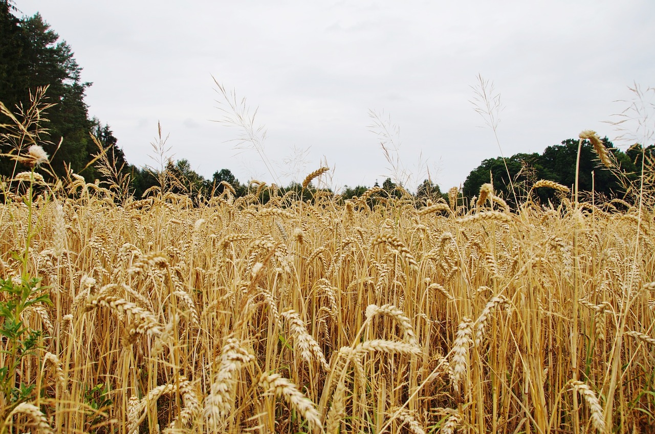 grain cereal box wheat free photo