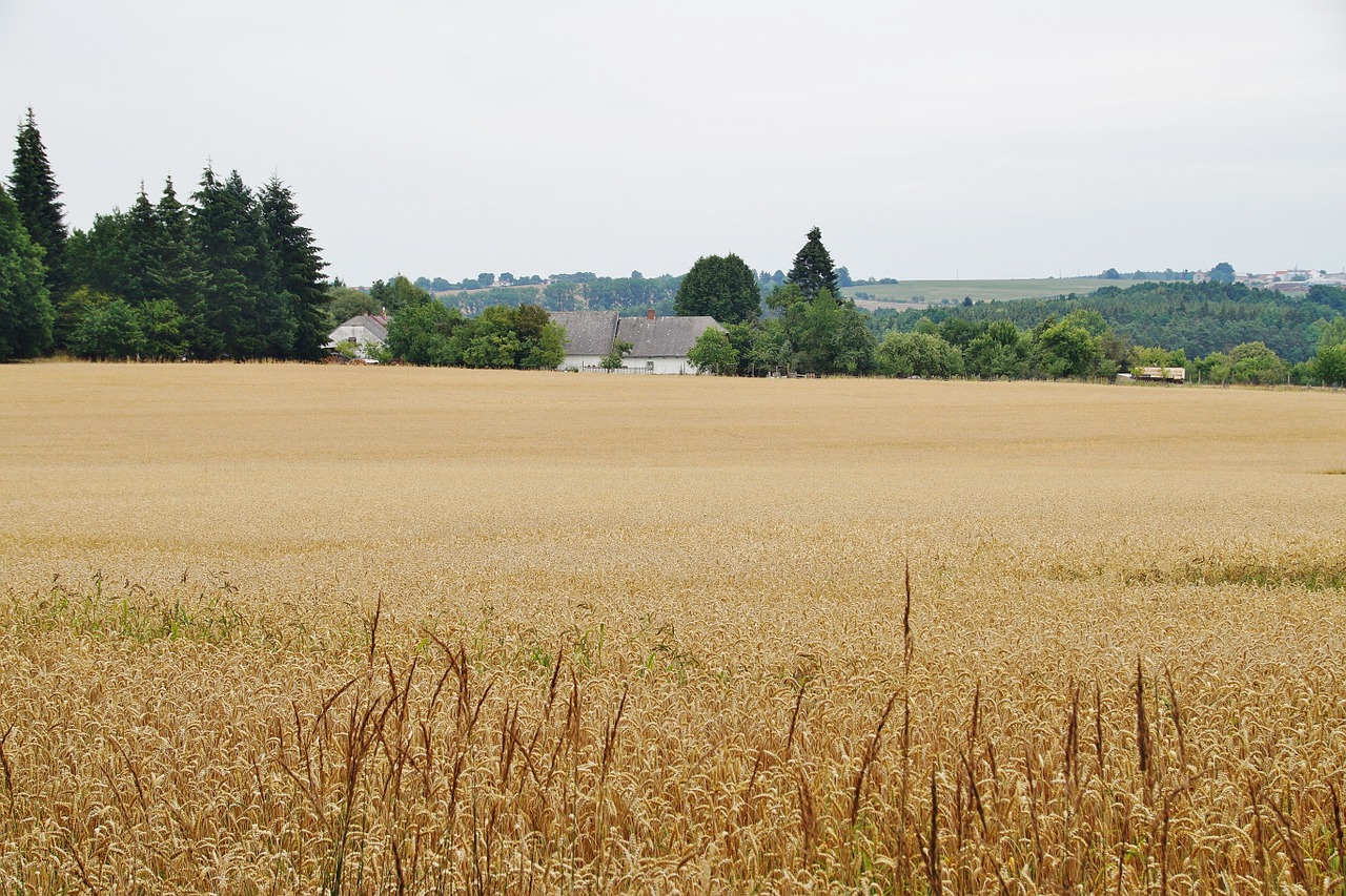grain field wheat free photo