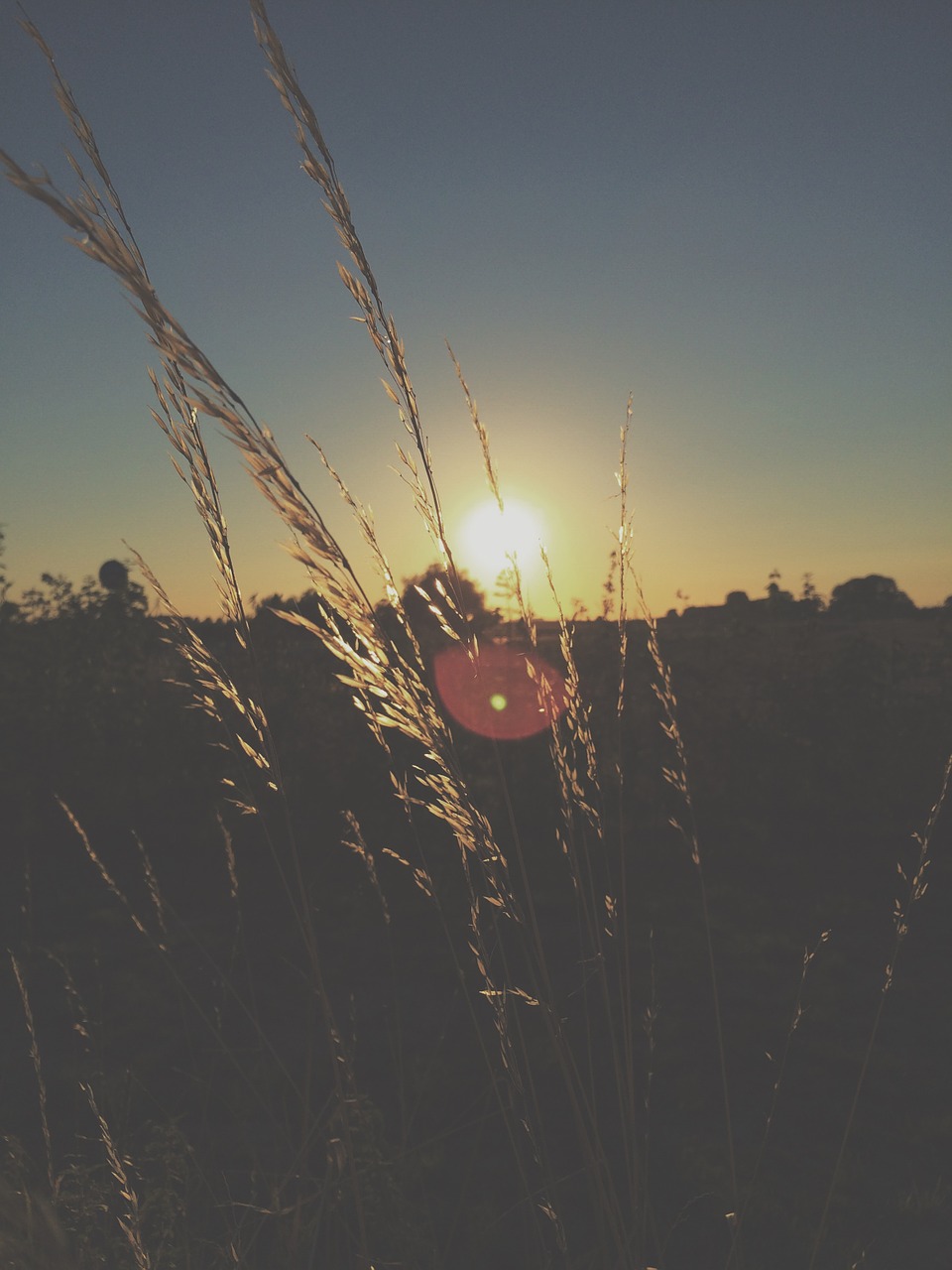 grain sunset corn free photo