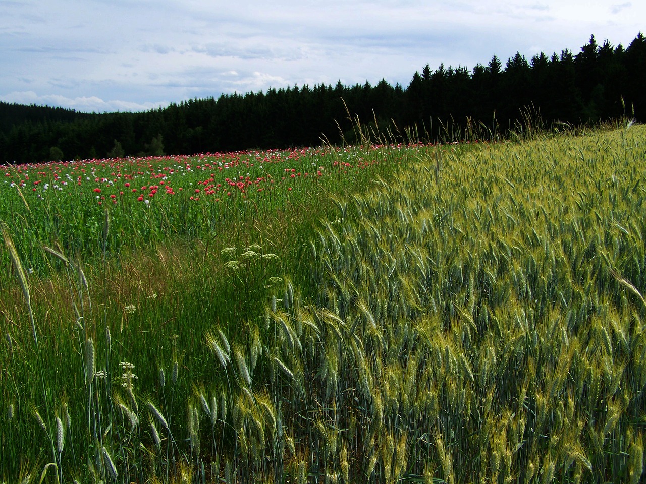 grain earth agriculture landscape free photo