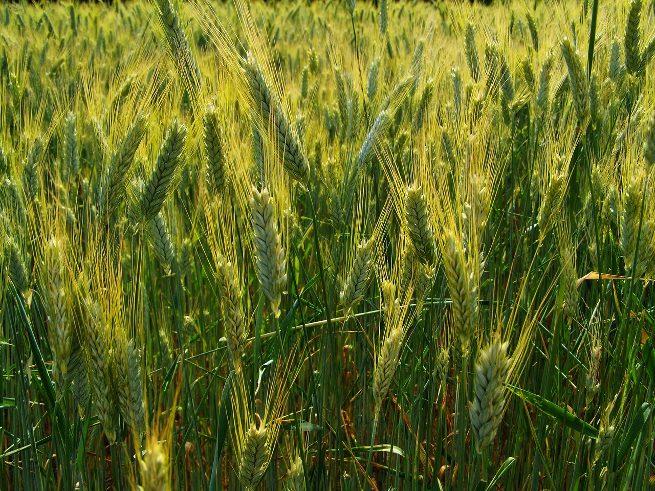 grain earth wheat ear agriculture free photo