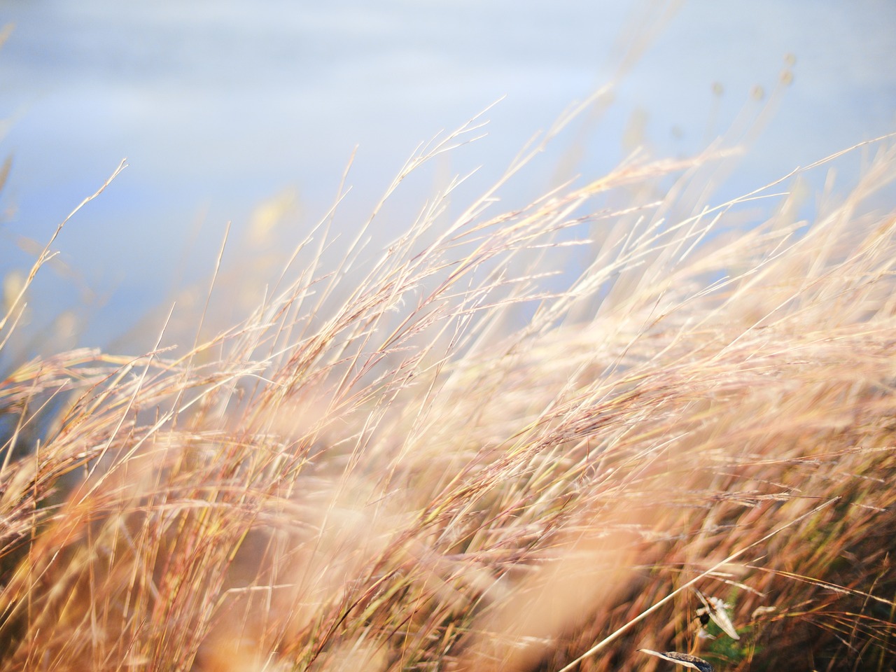 grain field grassy field dried grass free photo