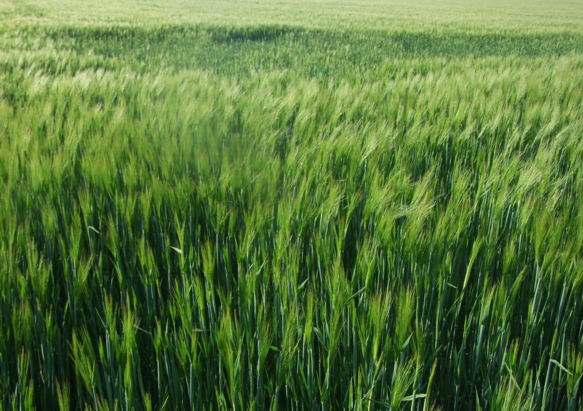 green grain field free photo
