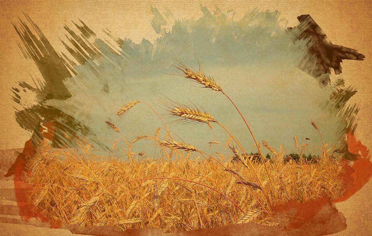 grain field wheat picture free photo