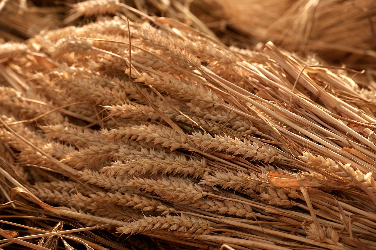 grain harvest summer tufts free photo