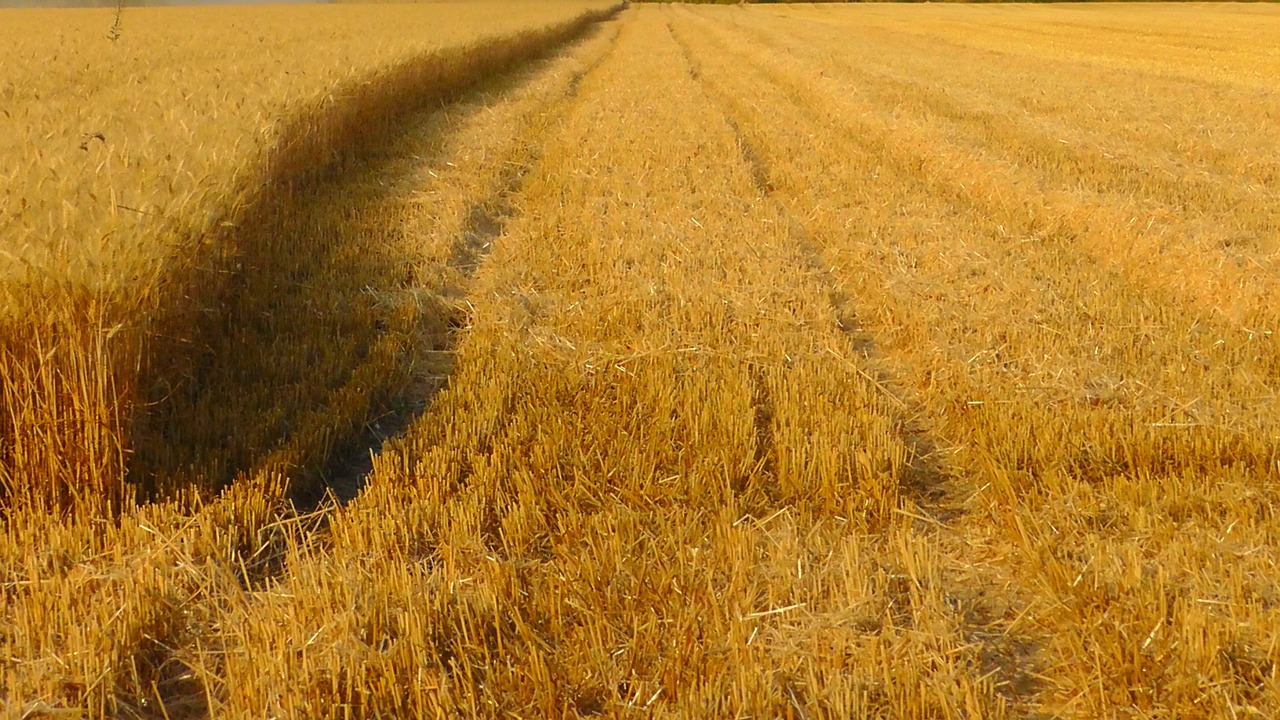 grain harvest cornfield grain field free photo