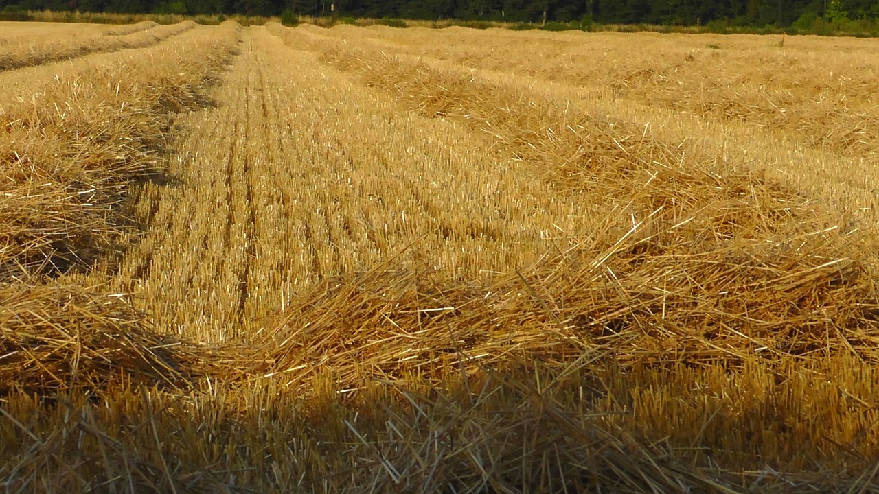 grain harvest straw nature free photo