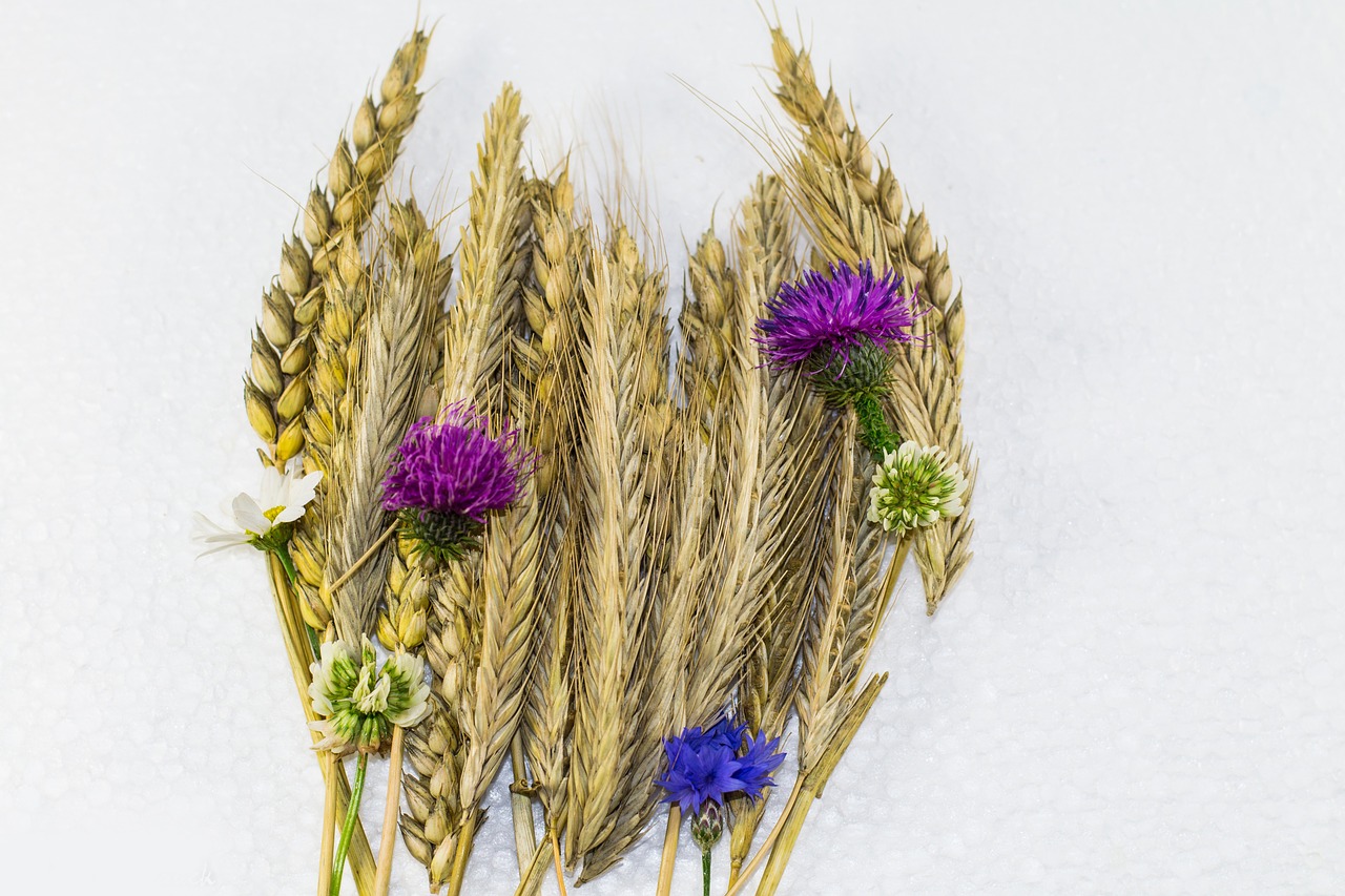 grain strauss wheat cornflower free photo