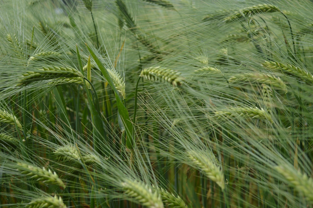 grain wheat pasture country free photo