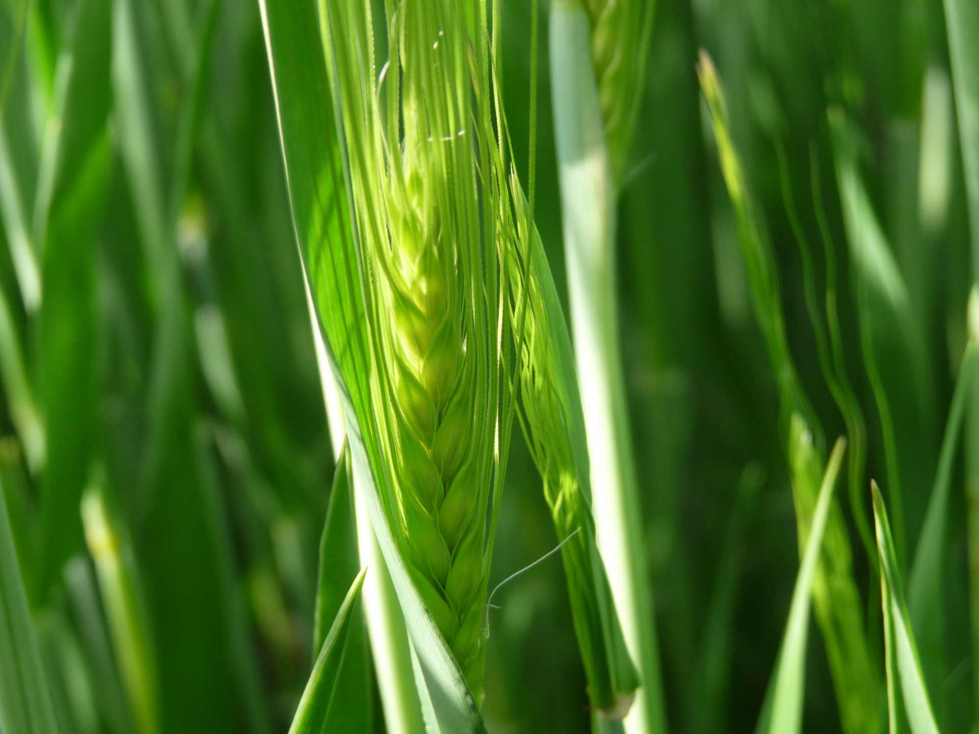 grain close up free photo