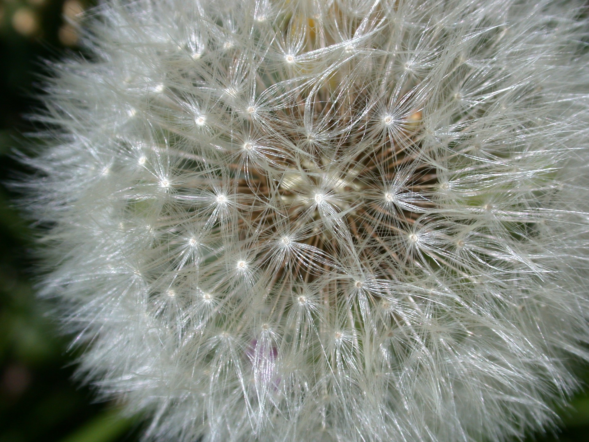 macro photo seed dandelion free photo