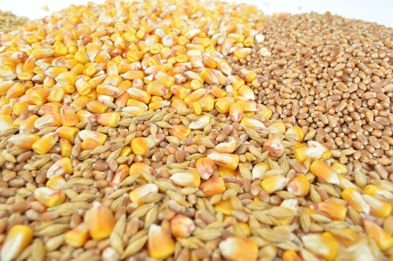 grains cereals but free photo
