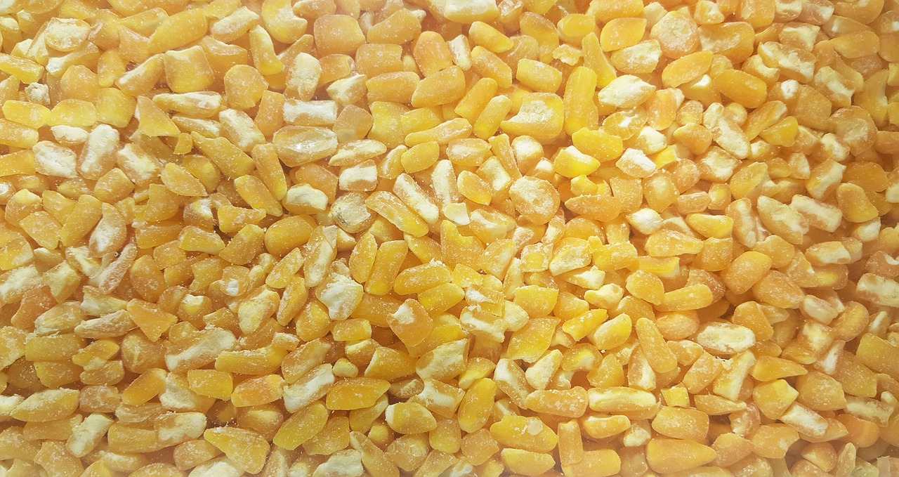 grains yellow grains corn free photo
