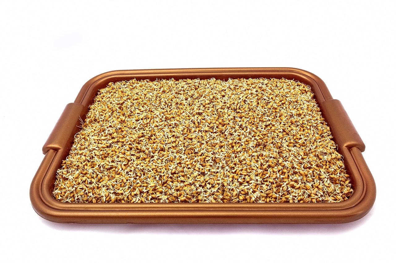 grains wheat sprouted grains free photo