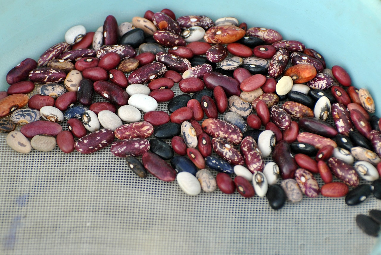 grains beans grain free photo