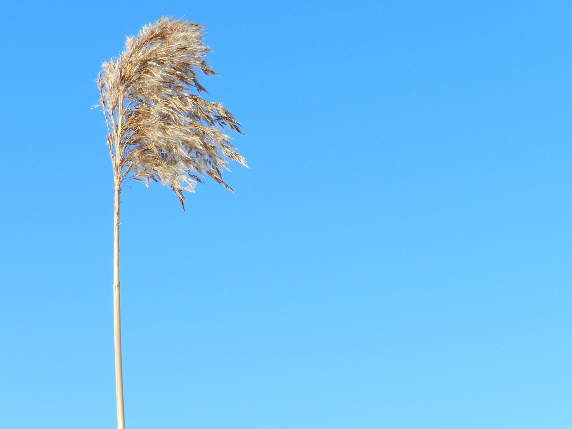 grass blue sky plant free photo