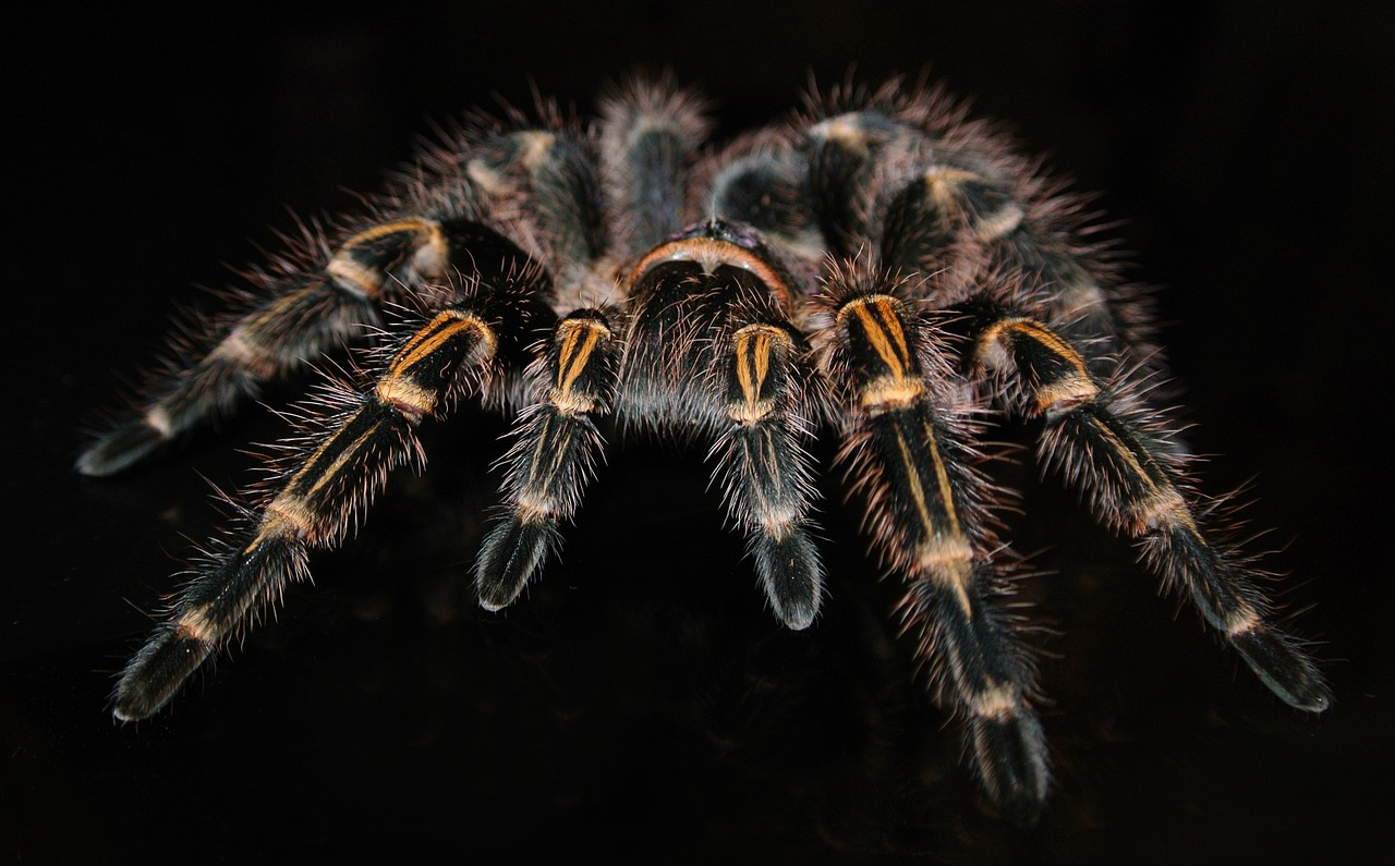 grammostola pulchripes tarantula free photo