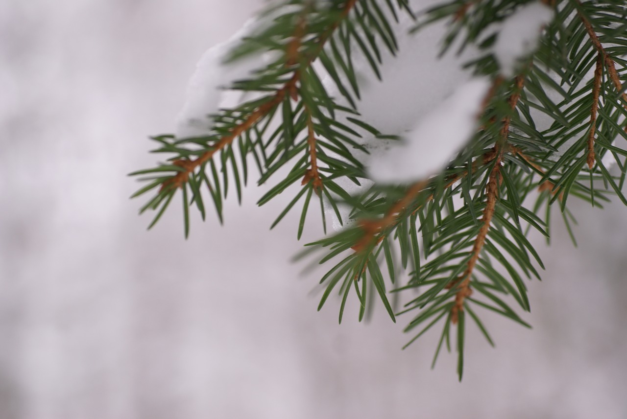 gran  winter  spruce free photo