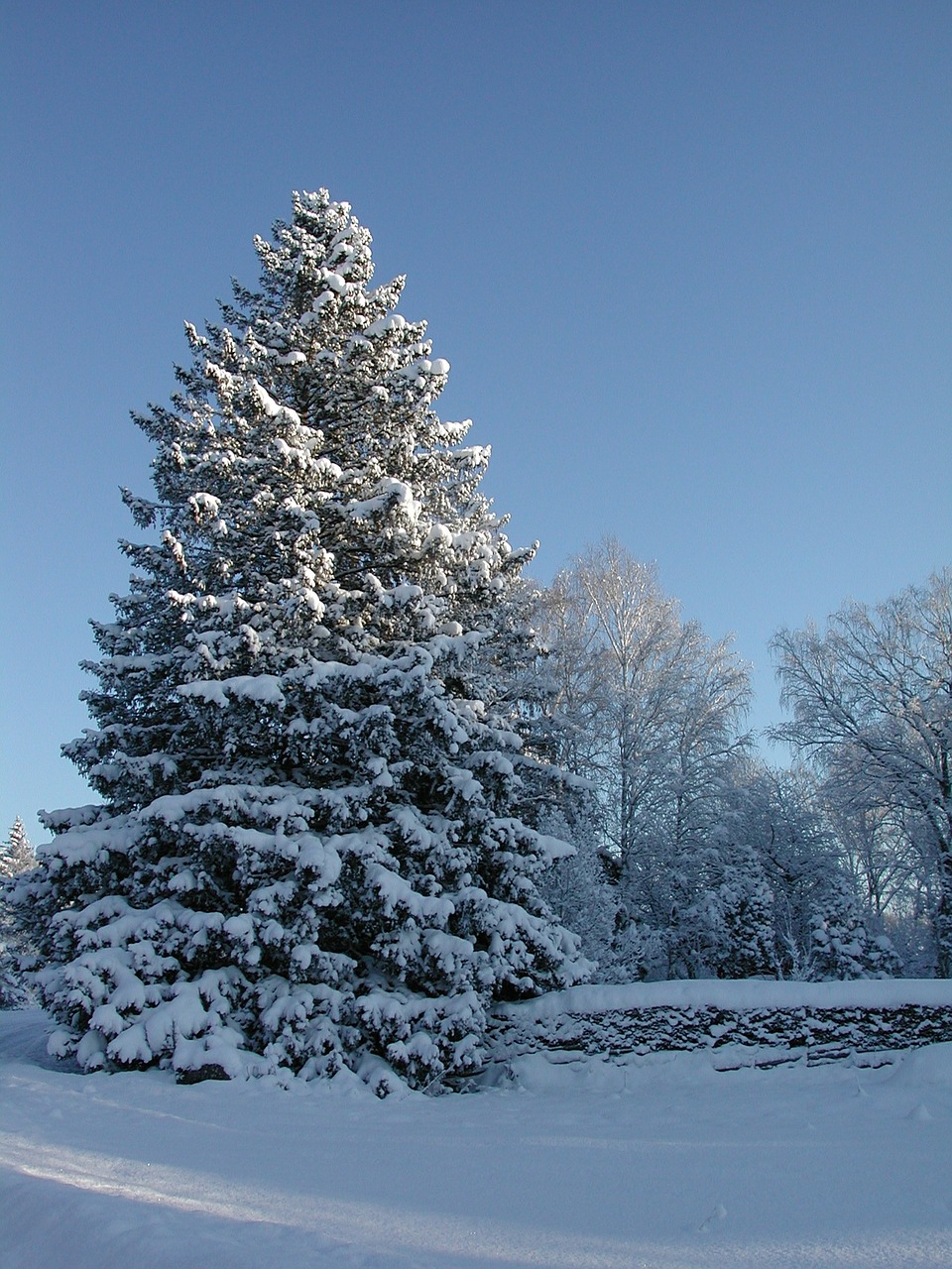 gran spruce snowy spruce free photo