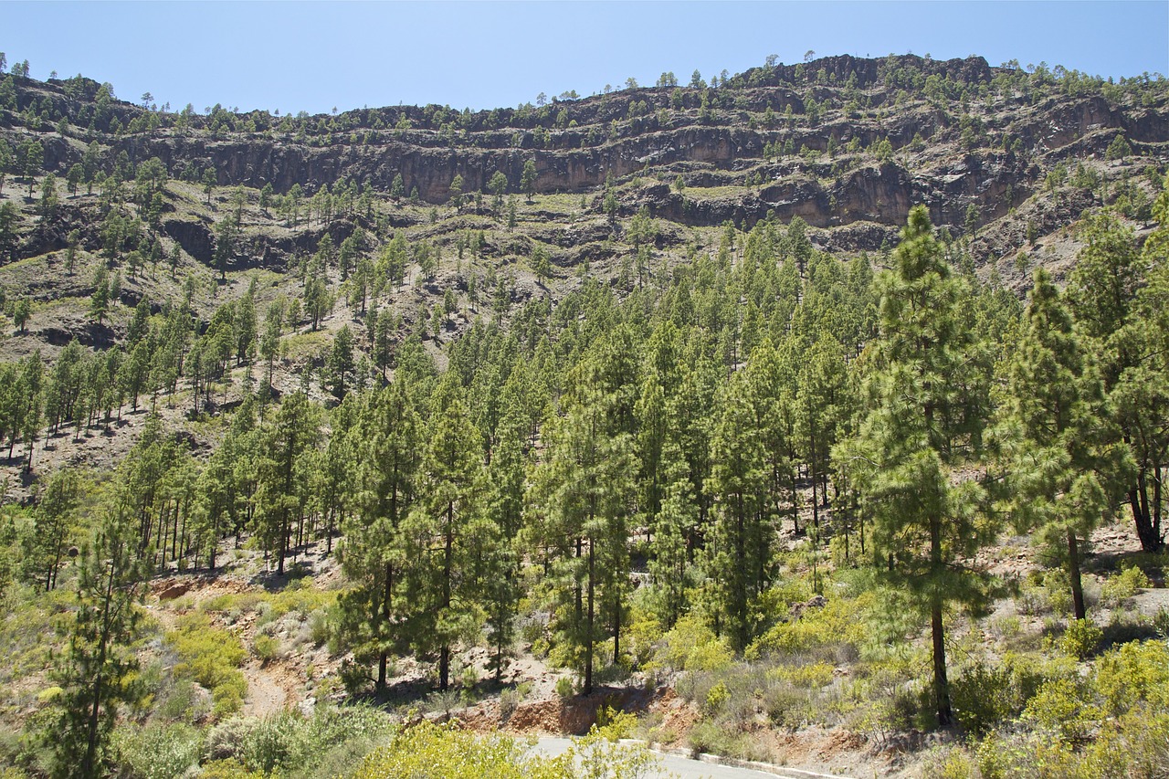 gran canaria mountain forest free photo