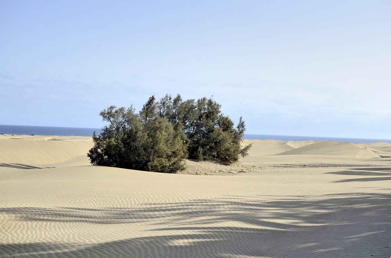 gran canaria the sand dunes ocean free photo