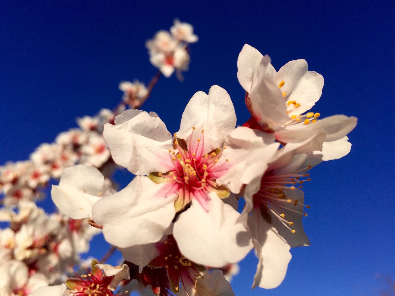 gran canaria  flowers  nature free photo