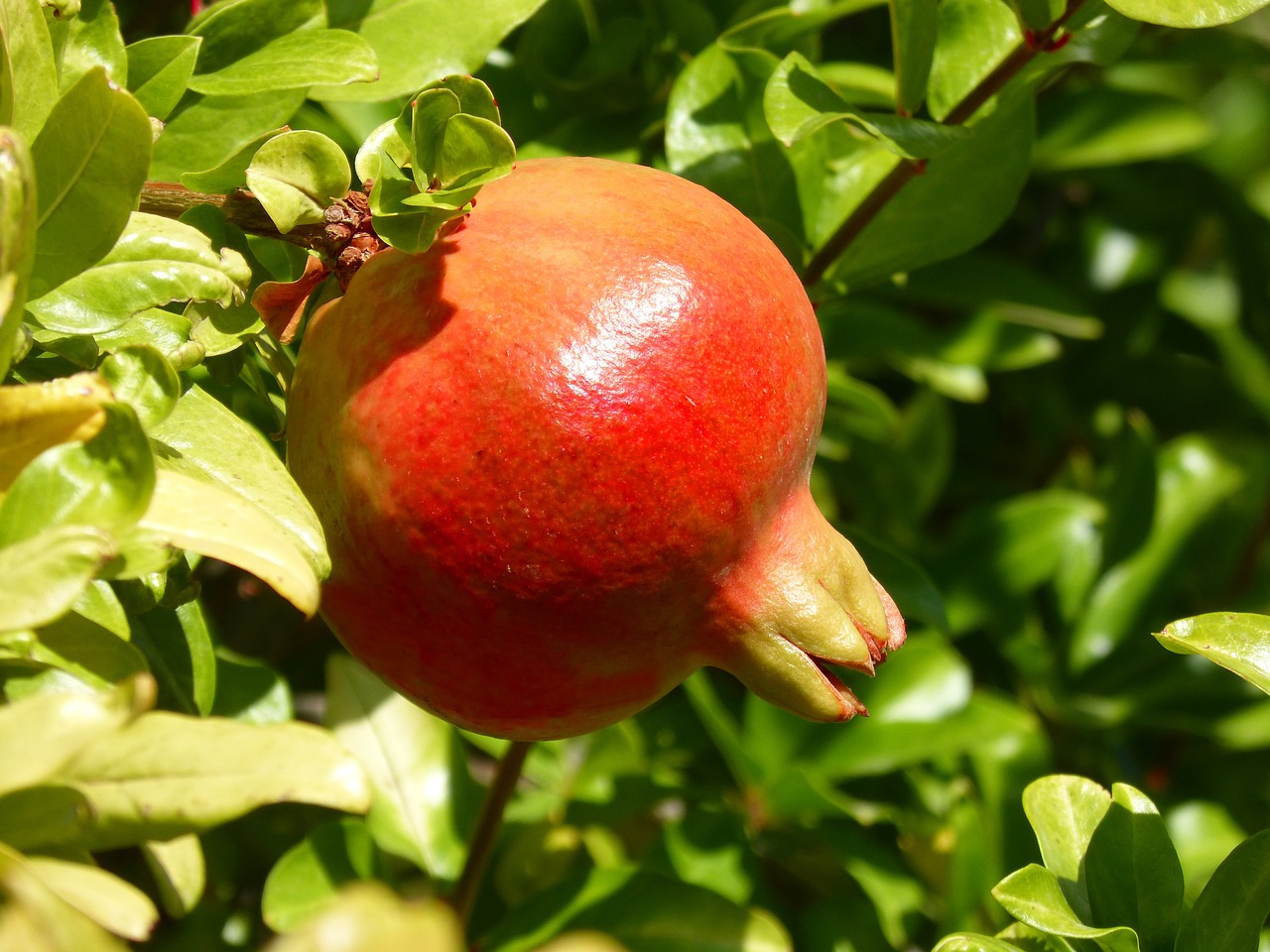 granada granado autumn fruit free photo