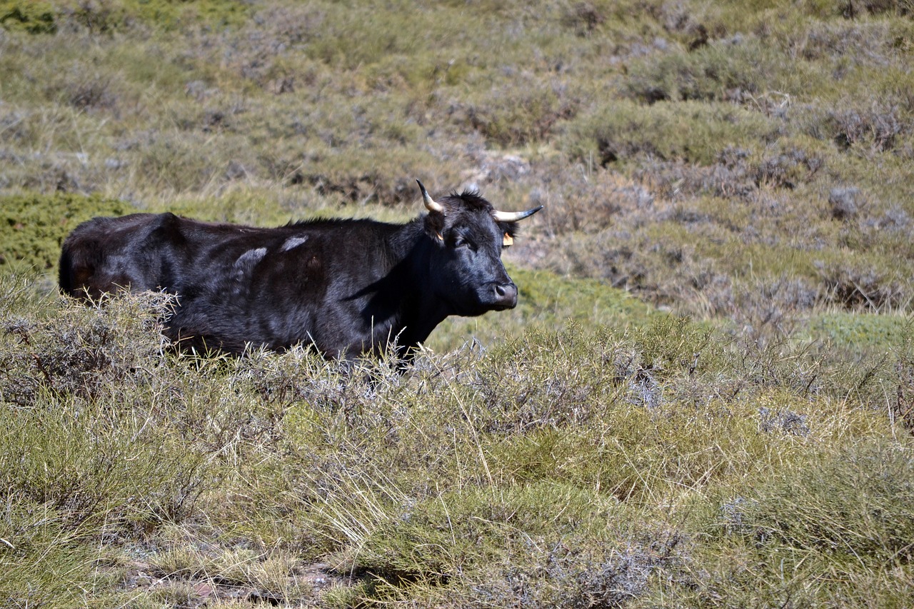 granada monachil cow free photo