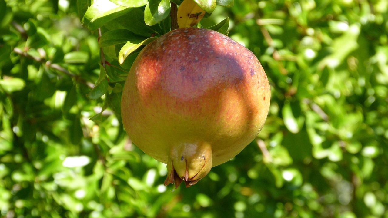 granada fruit autumn free photo