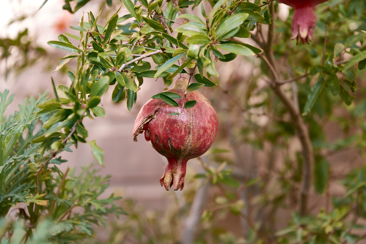 granada  tree  fruit free photo