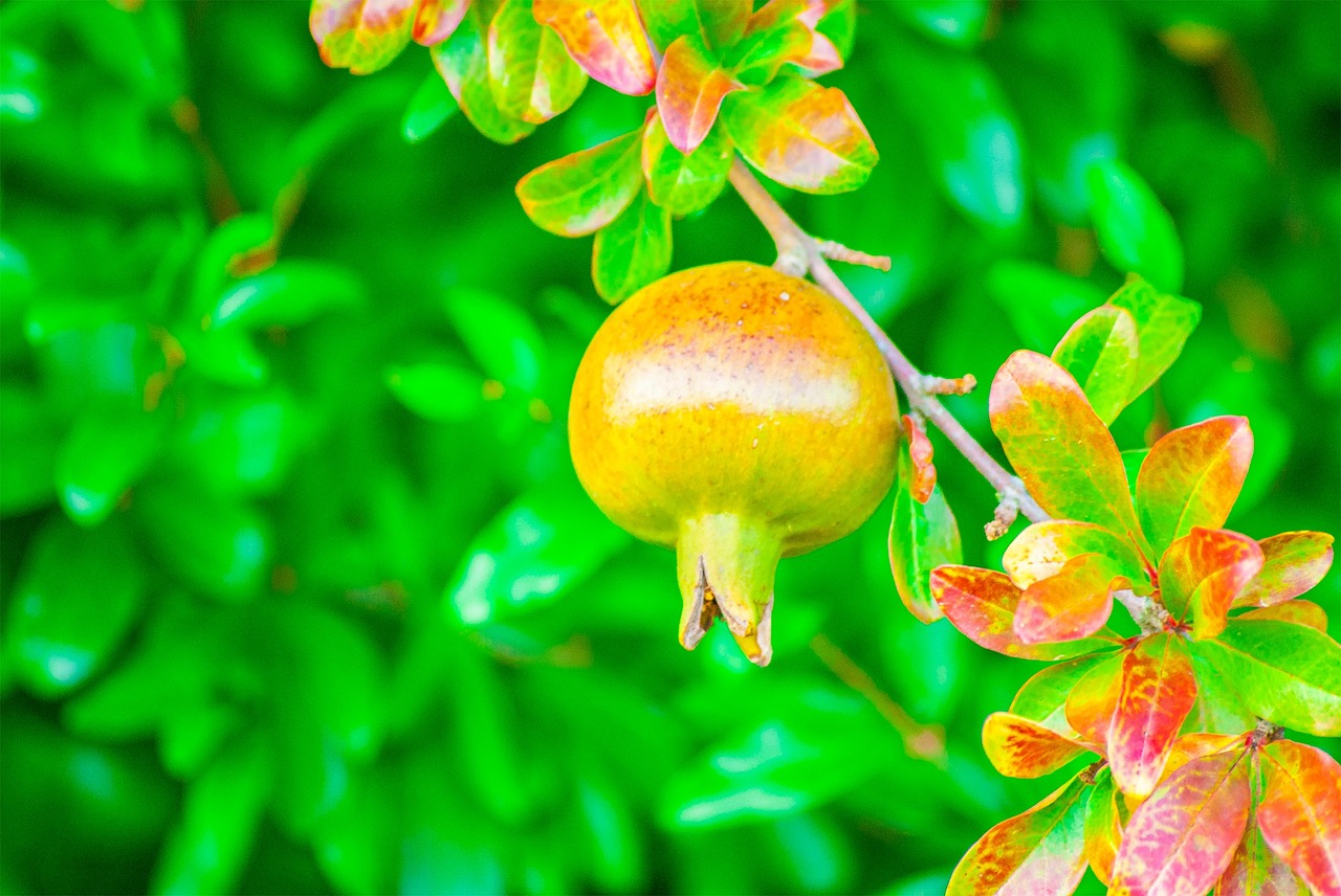 granada fruit nature free photo