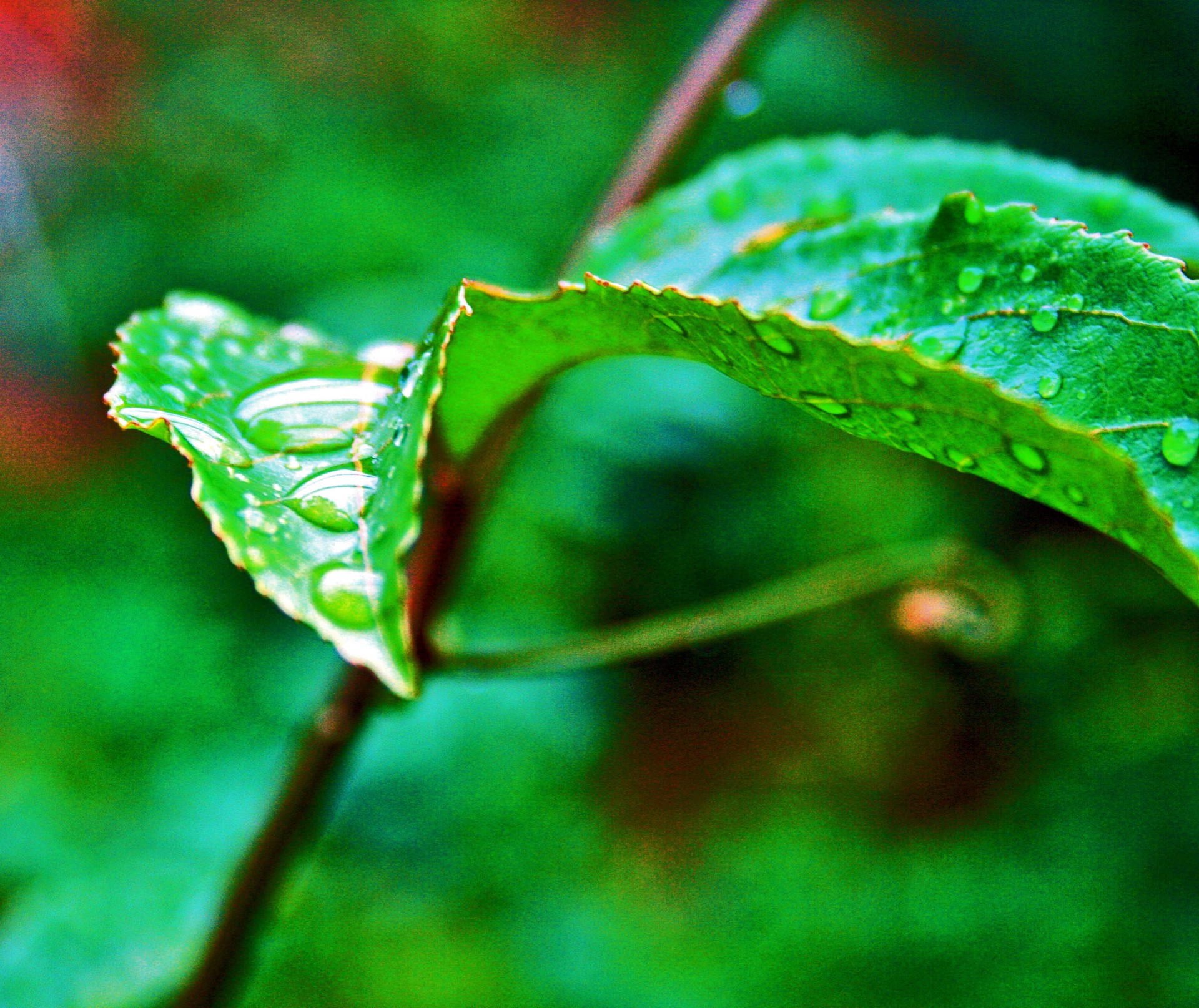 leaf creeper drops free photo