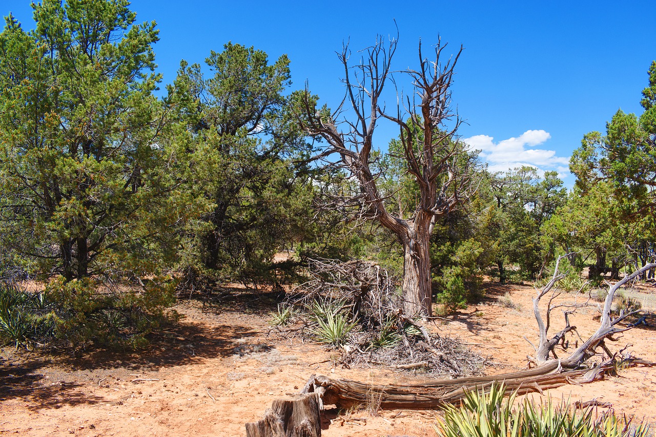 grand canyon landscape trees free photo