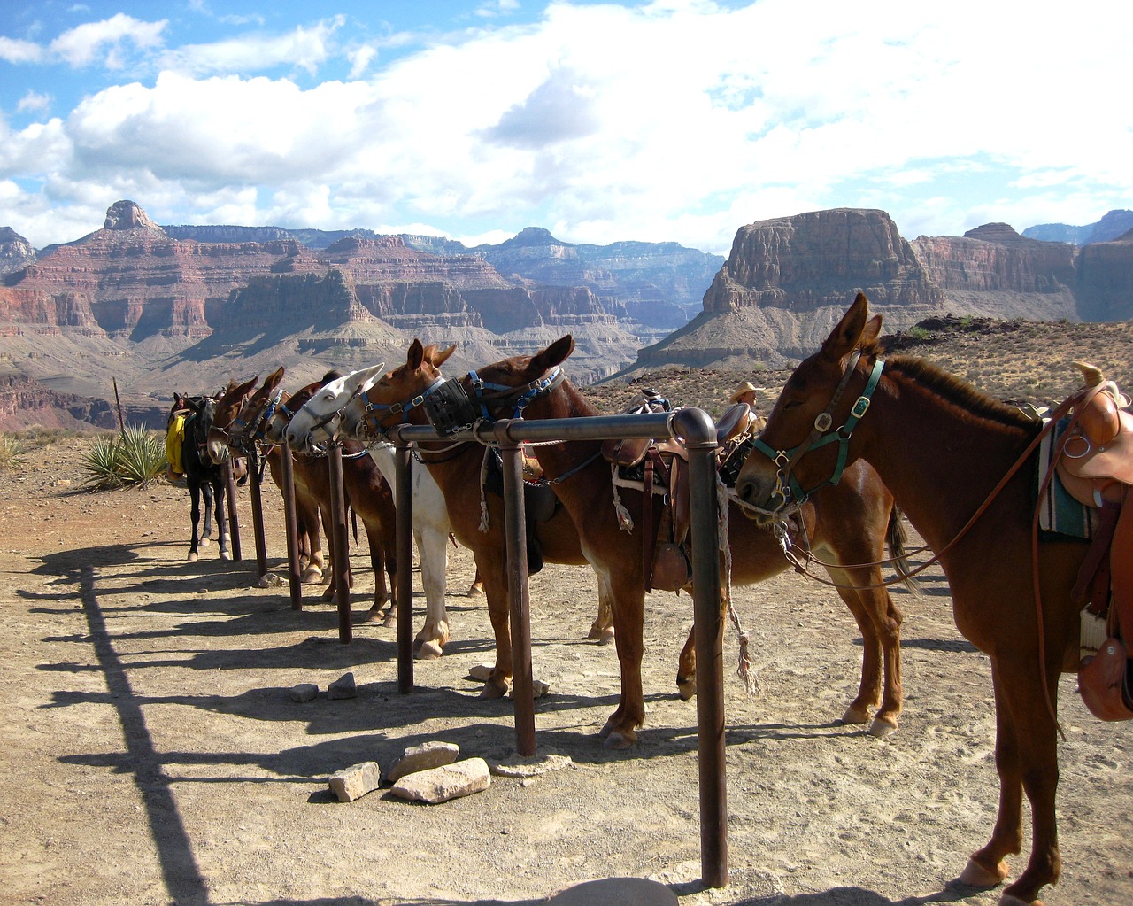 grand canyon mule canyon free photo