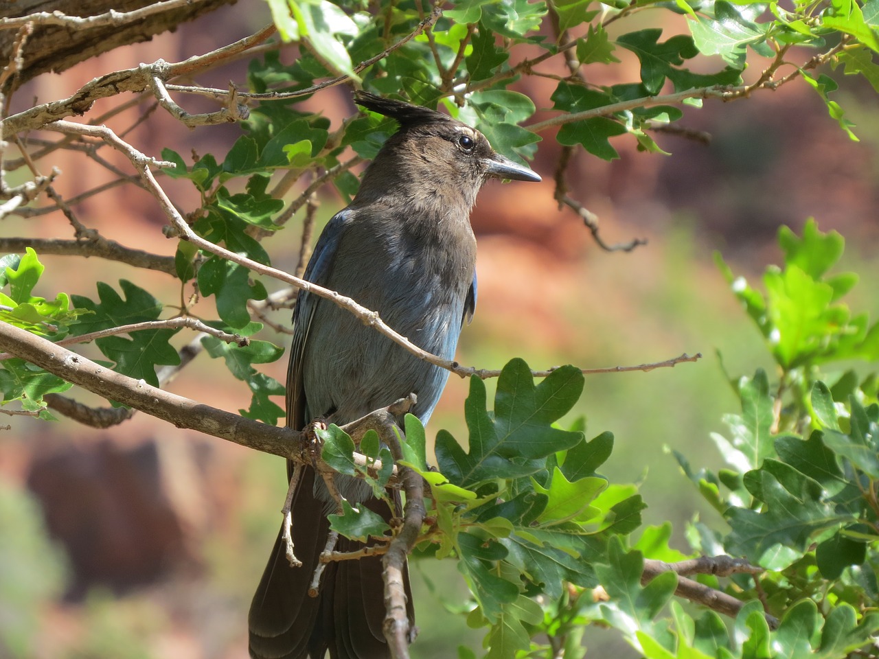 grand canyon bird national free photo