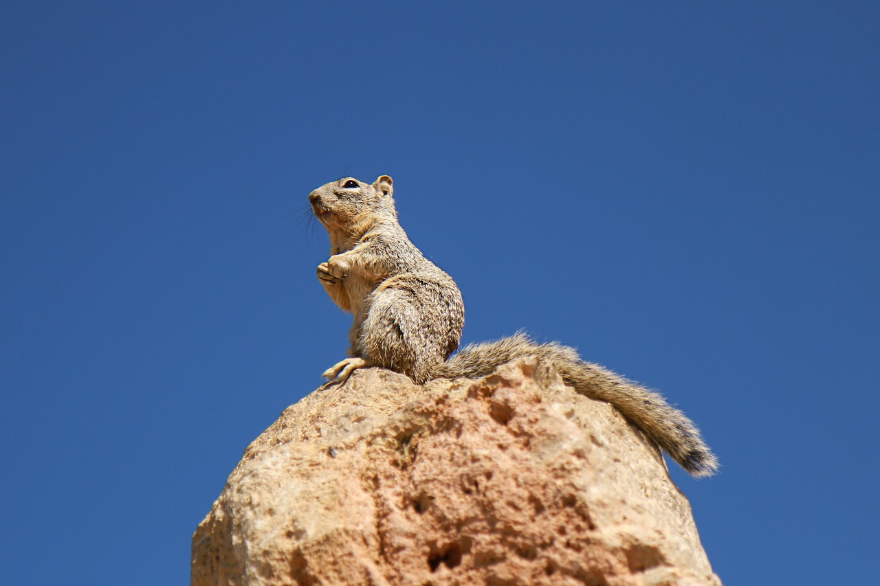 grand canyon squirrel animal free photo