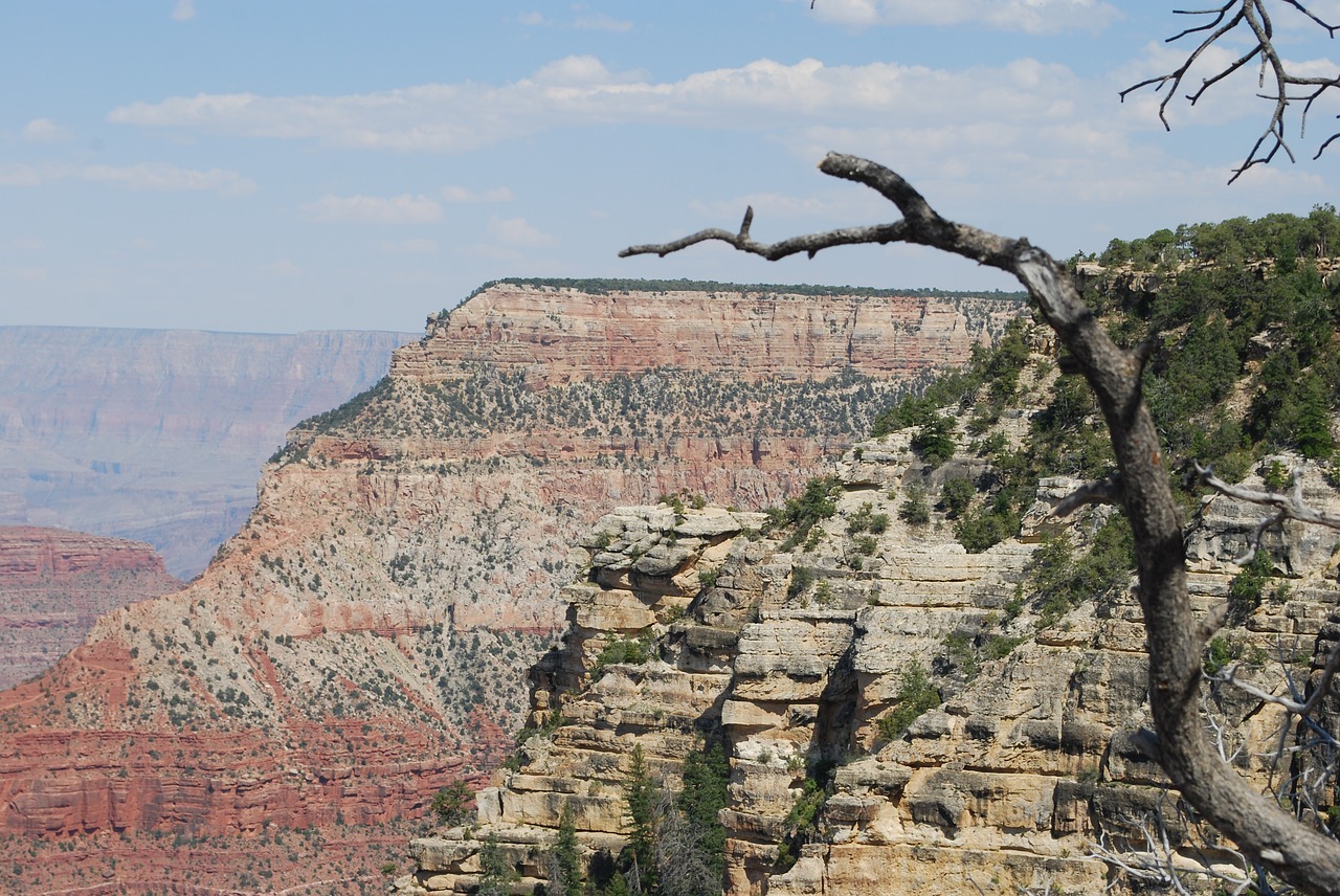 grand canyon branch landscape free photo