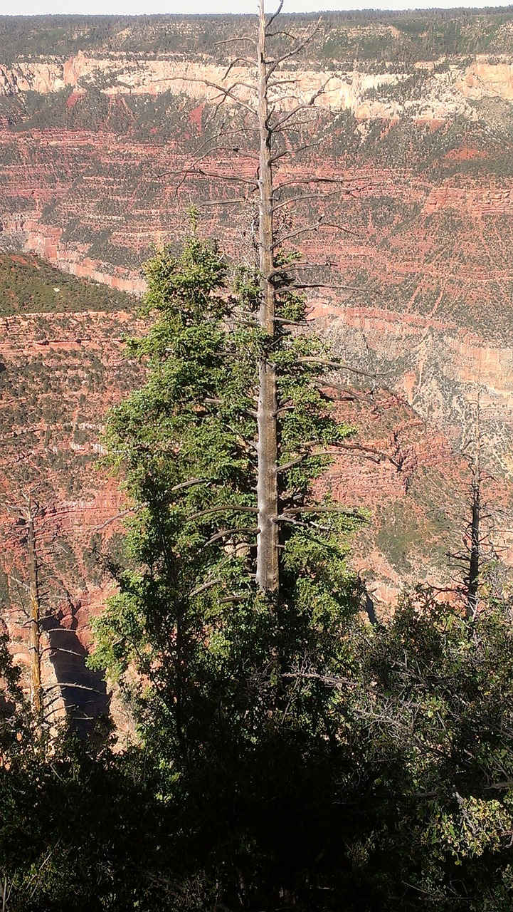 grand canyon lone tree park free photo