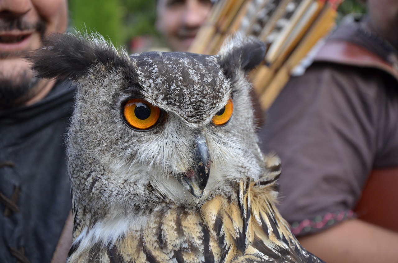 grand duke owl animal free photo