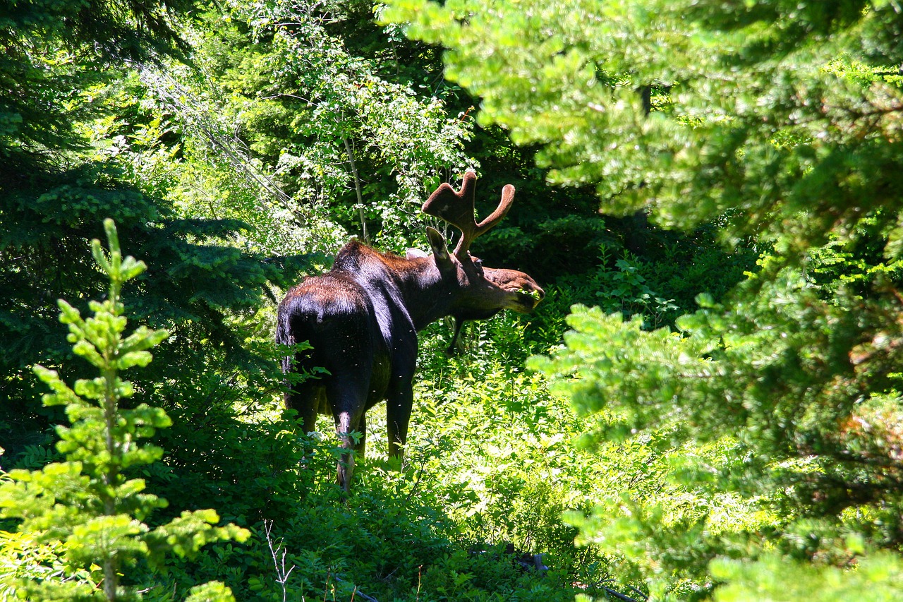 grand teton moose wyoming free photo